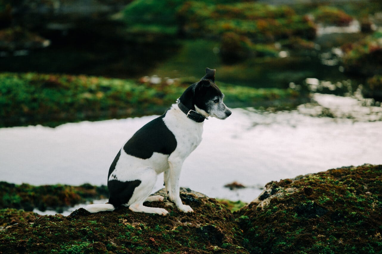 un perro ratonero